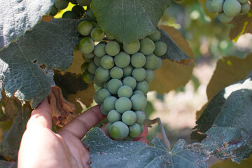 a growing vine of green grapes. A bunch of grapes on a branch