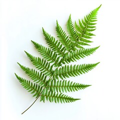 Wall Mural - A green fern leaf on a white background