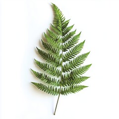 Wall Mural - A single green fern leaf on a white background