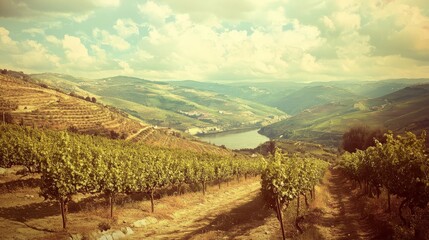 portuguese douro valley vineyards with retro filter