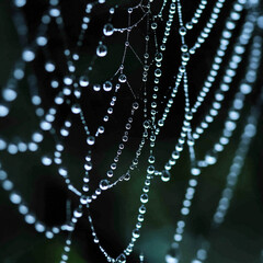 Wall Mural - Raindrops_on_a_spiderweb