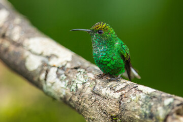 Poster - Portrait he coppery-headed emerald (Microchera cupreiceps) is a small hummingbird endemic to Costa Rica.