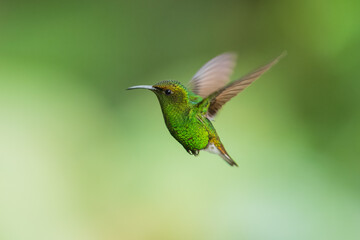 Poster - Portrait he coppery-headed emerald (Microchera cupreiceps) is a small hummingbird endemic to Costa Rica.