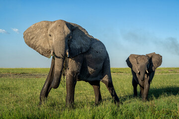 Poster - Close encounter with an Elephant mother and her calf at the Chobe riverfront in Chobe National Park in Botswana