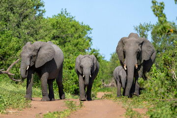 Sticker - Close encounter with an Elephant mother and her calf at the Chobe riverfront in Chobe National Park in Botswana