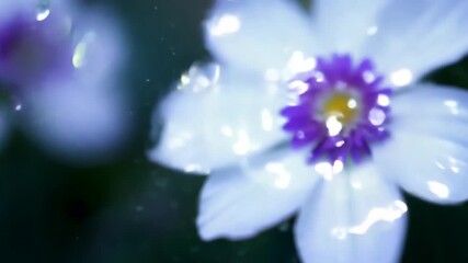 Poster - Light violet flowers with tiny bubbles on petals sprinkled or poured by water