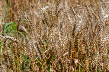 Wall Mural - Wheat Growing In An Urban Field In Early July In Wisconsin