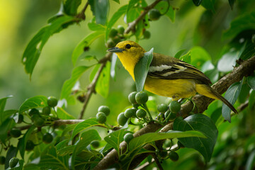 Wall Mural - common iora - aegithina tiphia small yellow and black passerine bird found across the tropical india