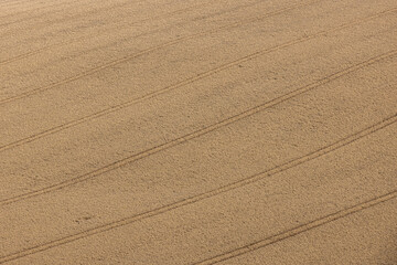 Poster - A full frame photograph looking down at a field of cereal crops ripening in the summer sunshine