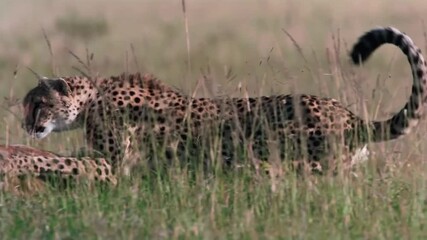 Wall Mural - super slow motion cheetah takes down gazelle close up 4k