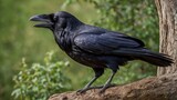 raven on the ground