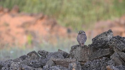 Wall Mural - Bird Little owl in natural habitat Athene noctua. Copy space.