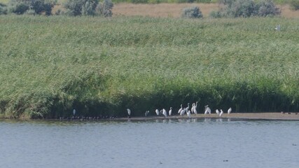 Wall Mural - Herons and wild ducks are resting on the river.