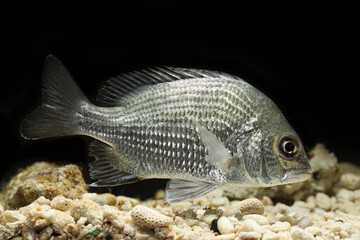 Wall Mural - goldsilk seabream or silver bream (Acanthopagrus berda)