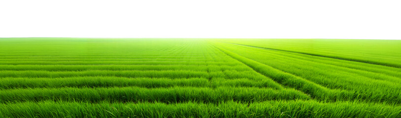 Lush green rice field extending towards the horizon isolated on transparent background