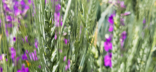 Green wheat field, young ears of green wheat with sunshine in spring