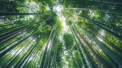 Wall Mural - A serene bamboo forest with tall, green stalks reaching towards the sky, creating a peaceful natural scene.