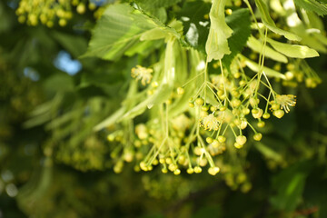 Poster - Beautiful linden tree with blossoms and green leaves outdoors, space for text