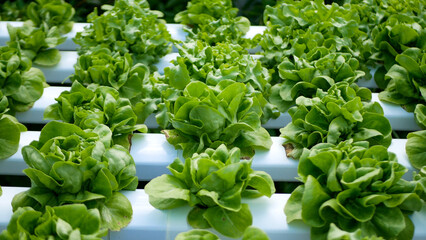 Close up fresh organic hydroponic vegetable plantation produce green salad hydroponic cultivate farm. Green oak lettuce salad in green Organic plantation Farm. Salad farm vegetable green oak lettuce