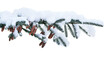 © Julia - Blue spruce branch with cones and snow in winter isolated cutout on transparent