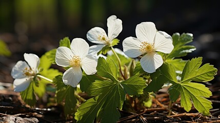 Sticker - white spring flower