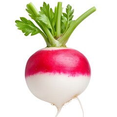 Wall Mural - Preserved Whole Radish on White Background Detailed and Clear Image