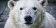 © sarinya - Close up of a polar bear's face and head, polar bear, arctic animal, wildlife, predator, close up, portrait