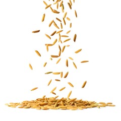 falling rice isolated on white background, full depth of field