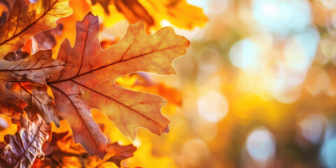 Wall Mural - Autumn oak leaves, autumn background, copy space