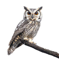 Wall Mural - Curious owl perched on a branch on transparent background