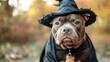 © HambaTuhanImages - Close up of a brown dog dressed in a witch's hat and cape.