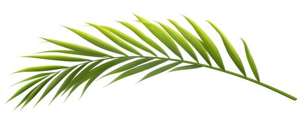 tropical green palm leaf tree isolated on white background