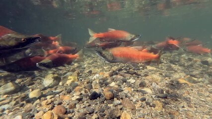 Wall Mural - Kokanee salmon spawning upstream in creek, underwater video