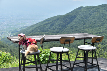 Fototapete - 天空のカウンター席に座る犬