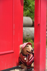Fototapete - どこでドアを恐る恐る覗く犬