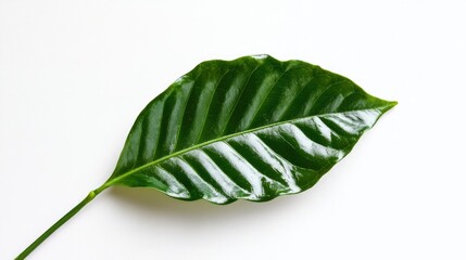 photo of a coffee tree leaf on a white background