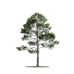 Isolated Pine Tree on translucent