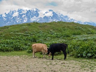 young cow on a green meadow