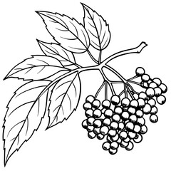 Wall Mural - Line art of food elderberry 