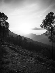 Wall Mural - Trees on Hill