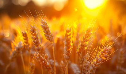 Wall Mural - A field of golden wheat is bathed in the warm glow of the sun. The sun's rays are reflected off the wheat, creating a beautiful and serene scene. The wheat is tall and golden, reaching towards the sky