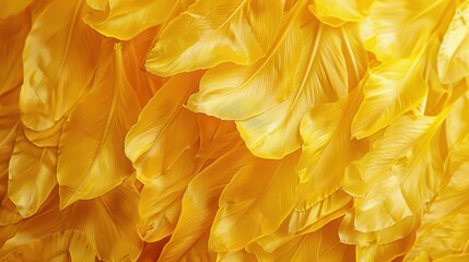 Poster - A close-up image of a pile of soft, yellow bird feathers. The feathers are arranged in a random pattern and create a textured background. They are light and airy, with a slight sheen.