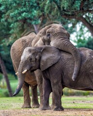 two african elephants affectionately interacting in a lush green environment.