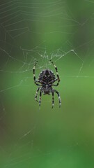 A spider weaving a web. Close-up of an insect on a web in the forest. Beauty is in nature. Vertical video, shorts.