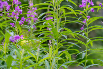 Wall Mural - Chamaenerion angustifolium is a perennial herbaceous flowering plant in the willowherb family Onagraceae. fireweed, rosebay willowherb. 3340 Wonderland Cir, Houston, Alaska