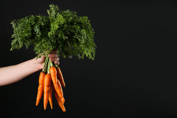 Wall Mural - Woman holding ripe carrots on black background, closeup. Space for text