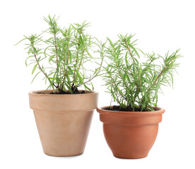 Wall Mural - Aromatic rosemary plants in pots isolated on white