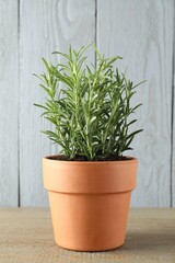 Poster - Rosemary plant growing in pot on wooden table. Aromatic herb