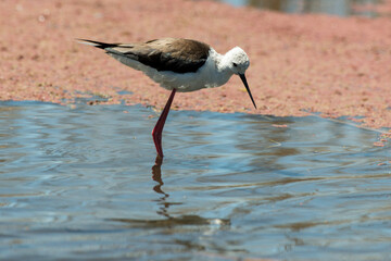 Wall Mural - Echasse blanche,.Himantopus himantopus, Black winged Stilt