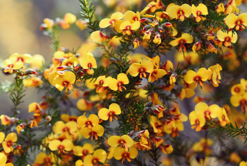 Wall Mural - Vibrant yellow pea flowers of the Australian native Eggs and Bacon Dillwynia retorta, family Fabaceae, growing in Sydney sandstone heath, shrubland, dry sclerophyll woodland and forest.